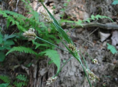 pilosa) - lockerer, immergrüner Horst (im Frühjahr häufig abgeäst) - Blätter meist lange behaart, 5-15 mm breit
