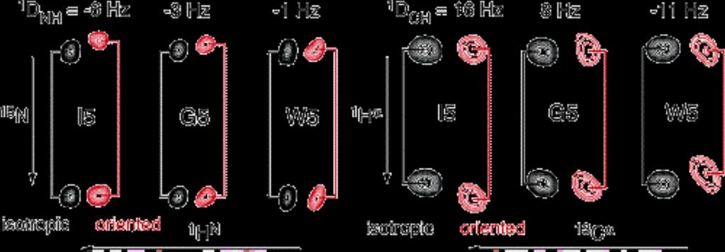Bestimmung von RDCs von Peptiden der Sequenz EGAAXAASS Anwendung von RDCs für die Strukturaufklärung in der OC 1) Messung isotrope Probe (Referenz) -> Aufspaltung = 1JN- 2) Messung der anisotropen