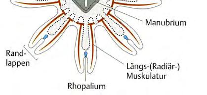 Nervennetze: - multipolare Neurone für