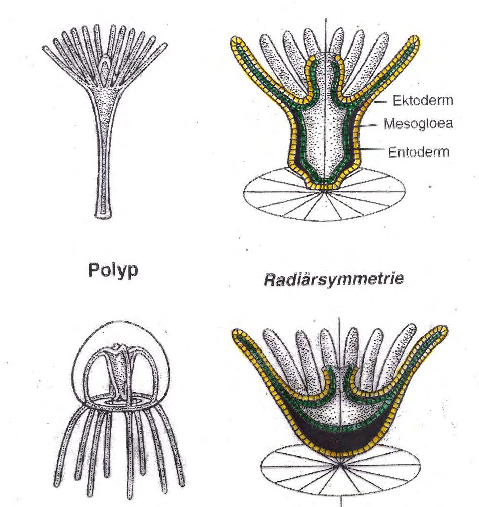 Grundbauplan der Cnidaria Ektoderm Mesogloea