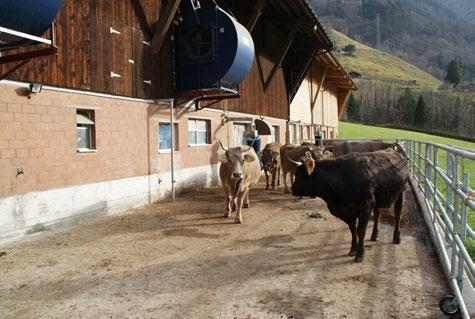 Im Jahre 2012 hat der Berglandwirt seinen Anbindestall für Milchkühe in einen Laufstall für Mutterkühe umgebaut und erweitert.