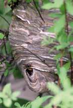 fehlt. Die Nestform ist insgesamt deutlich höher als breit (zitronenförmig). Das Baumaterial stammt vorwiegend von lebenden Pappeln oder von verwitterten Holzoberflächen.