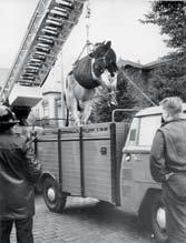 Um den Bauch der Kuh ist eine Hebebinde mit Tau gelegt, die eingehakt ist. Mindestens vier Feuerwehrmänner sind nötig, um eine Kuh oder ein Pferd mit Hilfe eines Dreibocks zu retten.