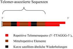 Einleitung 1.4 Telomer-assoziierte Sequenzen (TAS) Es existieren bemerkenswert stark konservierte Sequenzregionen an den Enden der Chromosome.