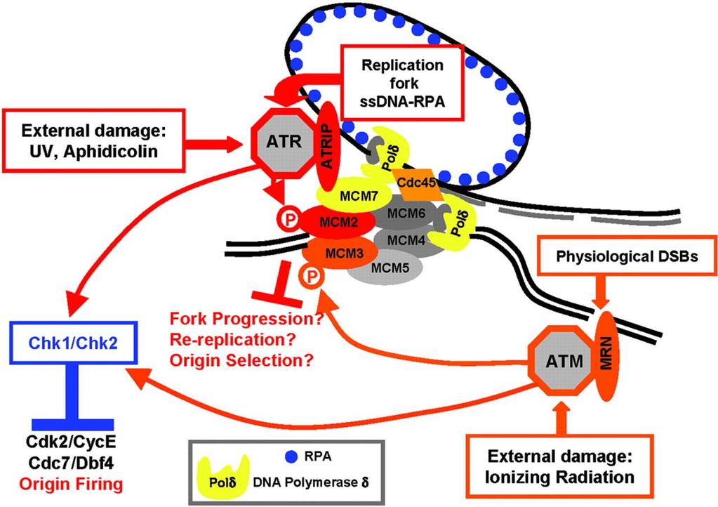 Fig. 1. A schematic view of the signaling pathways inhibiting DNA replication.