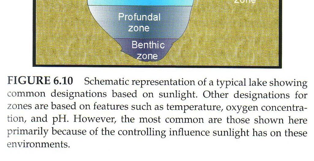 -Limnetic zone -Profundal