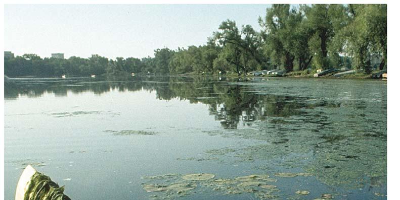 Eutrophic lakes Eutrophic (nutrient-rich)