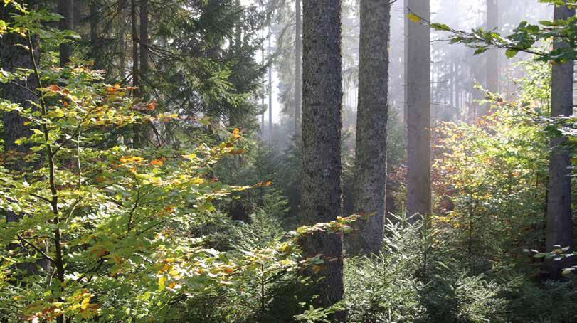 CHARTA FÜR HOLZ 2.0 Handlungsfeld Ressource Wald und Holz Die nachhaltige Forstwirtschaft hat in Deutschland und Europa eine lange Tradition und ist Vorbild für verantwortungsvolles Wirtschaften.