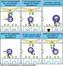 T-Zellen, die auf ihr Antigen