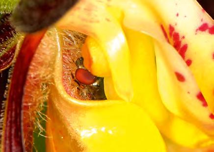 Nach drei Stunden warten kommt die erste Biene. Biologen brauchen viel Geduld, wenn sie die Bestäuber des Gelben Frauenschuhs der größten und auffallendsten einheimischen Orchidee beobachten wollen.