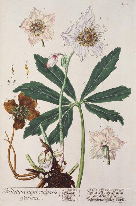9 Abb. 8: Elizabeth Blackwell, Christoph Jacob Trew: Herbarium Blackwellianum emendatum et auctum. Nürnberg 1750 1773. HAB: Mf 2 1. Katalog zur Ausstellung, Abb.