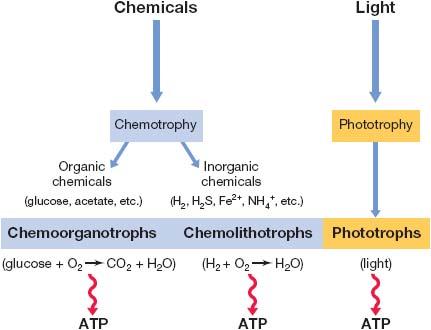 Energiequellen Atmung Photosynthese Licht Anorganische Verbindungen
