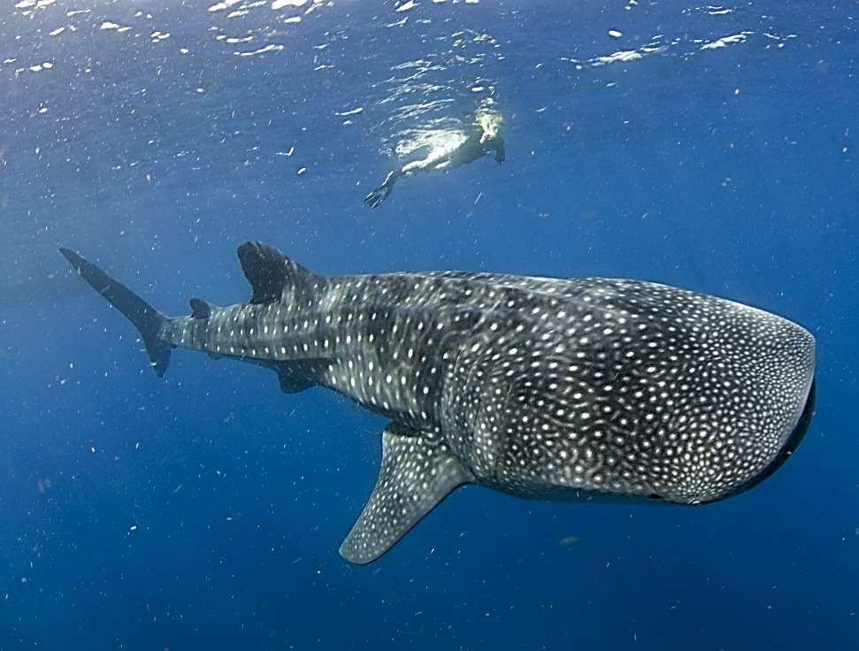Begegne Walhaien Schwimme mit dem größten Fisch der Welt!