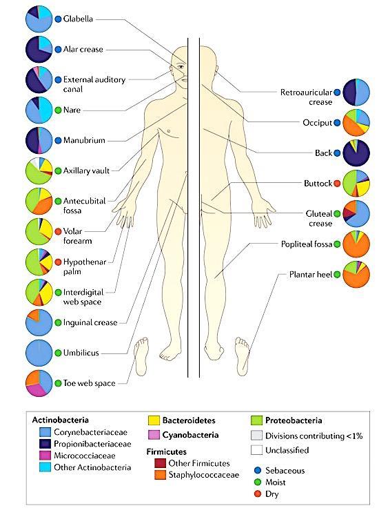 Mikrobiota der Haut Grice EA et al.