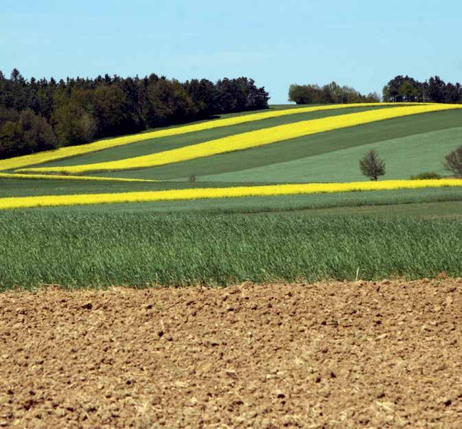 Feldbauratgeber - Frühjahrsanbau 2015 Sorten-, Saatgut-, Pflanzenschutz- und Düngeinformationen Es ist geplant, dieses Vorhaben aus