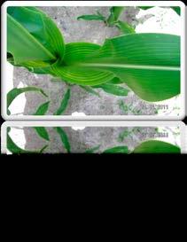 133 Funktionen in der Pflanze Funktion Risikofaktoren Witterung Mangelerscheinungen Magnesium fi 15-30 % des Mg in der Pflanze im Chlorophyll, dadurch übt es direkten Einfluss auf Ertrags- und