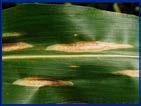 Ein Fritfliegenbefall zeigt sich darin, dass die jungen Maispflanzenblätter unregelmäßig zerfressen, mitunter verdreht sind oder die Blattspitzen beim Austrieb stecken bleiben.
