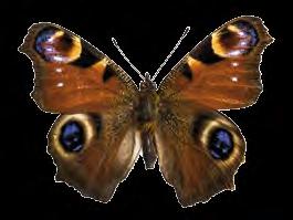 Die meisten Schmetterlinge leben auf Wiesen, Feldern, an Büschen, im Wald oder am Waldrand. Schmetterlinge sind Insekten. Ihr Körper besteht aus drei Teilen: dem Kopf, der Brust und dem Hinterleib.