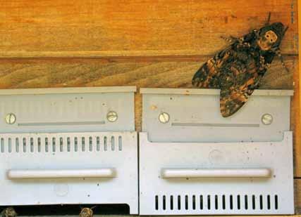 Bebrütete Honigwaben werden aussortiert und eingeschmolzen. Totenkopfschwärmer (Acherontia atropos) am Flugloch. können sie mit einer Lebendfalle (Käfigfalle) gefangen werden.