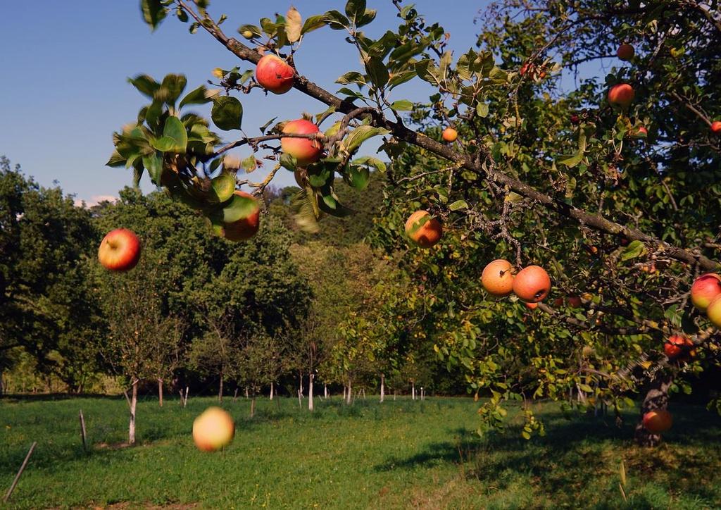 OBSTBÄUME IM ANGEBOT DER EDELMACHEREI Zahlreiche alte Obstsorten werden in der Guntramser Edelmacherei vermehrt. Die folgenden Seiten informieren über ihre Eigenschaften und ihre Verwendung.