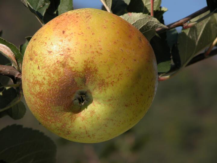 KANADA RENETTE Diese seit dem 18. Jahrhundert dokumentierte Apfelsorte ist auch unter den Namen Sternrenette und Holländische Renette bekannt.