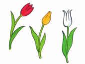 Kopfnüsse: Sachprobleme 6 Frau Blum will ihre Café-Tische schmücken. Sie hat Tulpen und Rosen jeweils in den Farben Rot, Gelb und Weiß zur Auswahl.