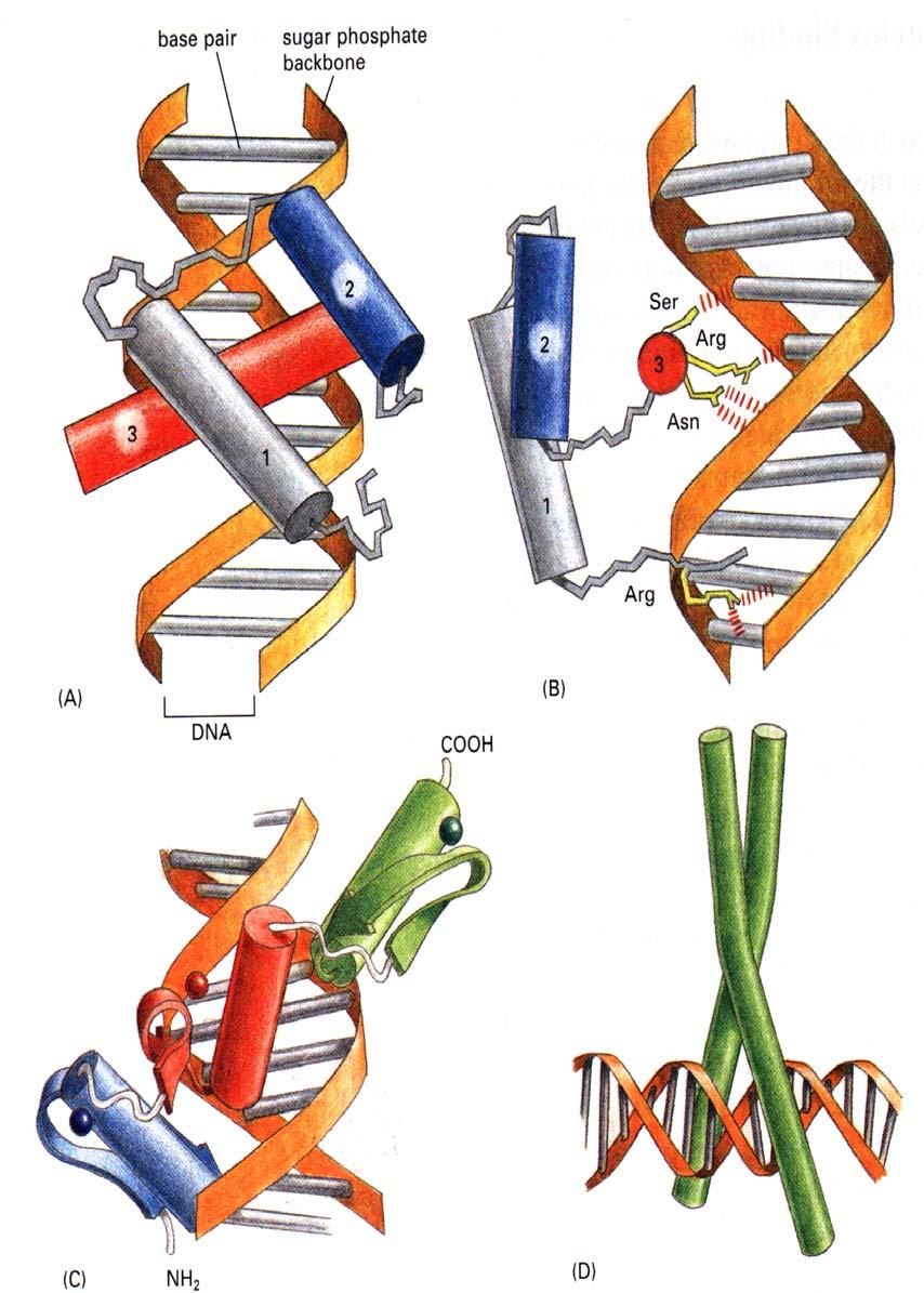 Die wichtigsten DNA-binde-Proteine