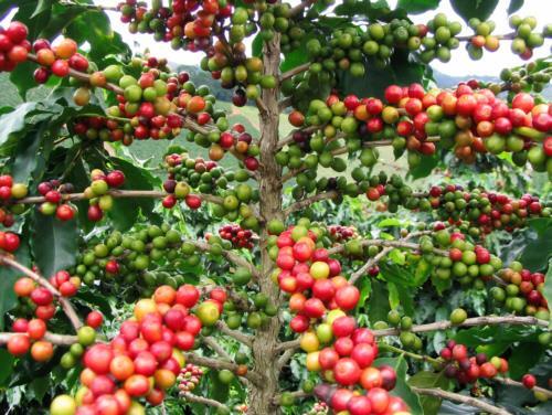 Welche Umweltbedingungen braucht die Kaffeepflanze?