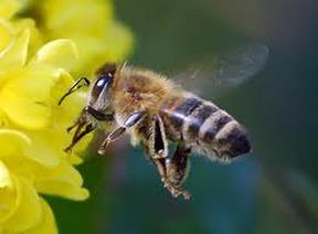 07 / Die Biene Bienensterben 2/3 Gefährdete Bienen Aufgabe: Beantworte die folgenden Fragen. 1. Wozu braucht der Mensch die Bienen? 2. Was würde passieren, wenn es die Bienen plötzlich nicht mehr gäbe?