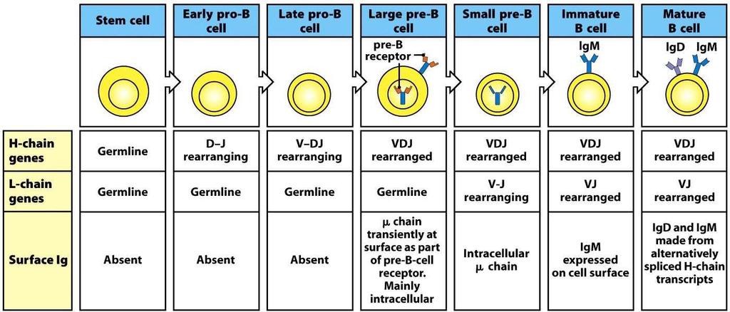 Abbildung 1: B-Zell-Differenzierung und die verschiedenen Differenzierungsstufen, aus Janeway's immunobiology 4 1.1.2.