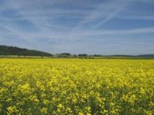 Bienenvolk) Imkerei Neue Bedrohungen stehen vor der CH Haustür