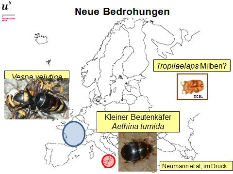 Massnahmen zum Schutz der Bienen 1. Verbesserung der Bienenernährung (z.b. Blühstreifen) 2. Pragmatische Lösung der Pestizidfrage 3.