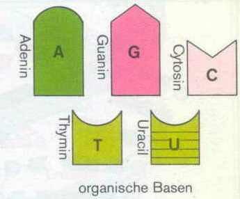 4 (5) organische Basen Es kombinieren: