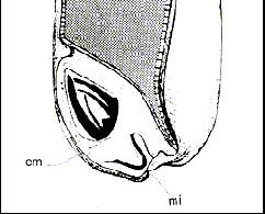 Der Embryo besitzt auf der dem Endosperm zugewandten Seite das fußförmige Keimblatt (Scutellum), mit dem er bei der Keimung die durch die Spaltung der