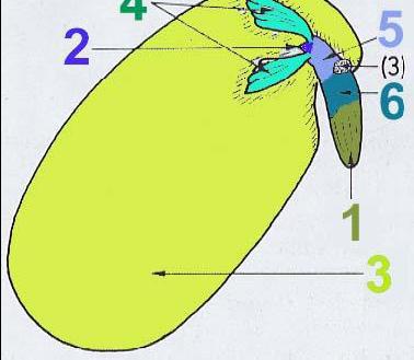 4. Speicherkeimblätter einer Leguminose Spross oberhalb der keimblätter (Kotyledonen): Epikotyl Spross unterhalb der Keimblätter (Kotyledonen): Hypokotyl Geöffneter Bohnensamen: 1
