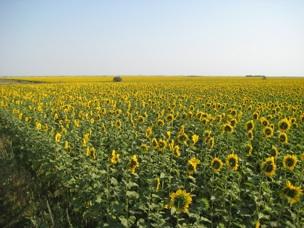 700 Hektar mit Winterraps, Winterweizen, Sonnenblume und Körnermais Börsennotierung: Seit dem 10.