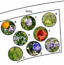 Die Blumeninseln des ÖBZ bieten Anregungen, was Sie in Gärten, auf Balkonen oder Terrassen als zusätzliche Bienenweiden anbieten können, um deren Nahrungsangebot zu bereichern.