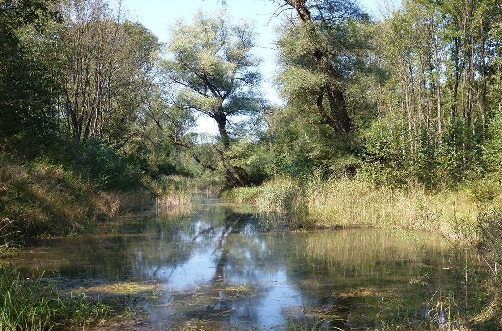 Gewinn für den Auwald Heute: Reaktiviertes Altwasser.