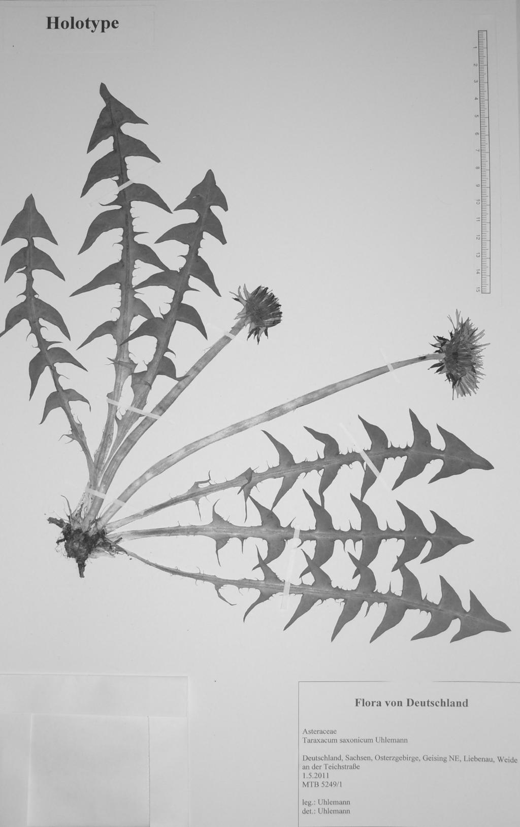 Uhlemann: New species of the genus Taraxacum (Asteraceae) from Germany II.