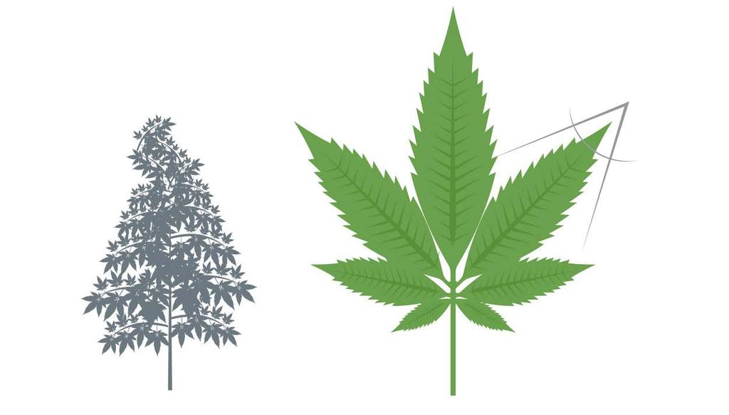 1. Was ist Cannabis? Cannabis ist die lateinische Bezeichnung für das deutsche Wort Hanf. Hanf ist auch bekannt als Pot, Marihuana, Ganja, Kiff, Gras usw.
