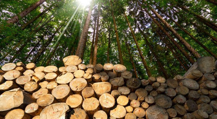 Wissenswertes Holzenergie Eine feste Größe am erneuerbaren Wärmemarkt Energiewende Umschalten auf Zukunft.