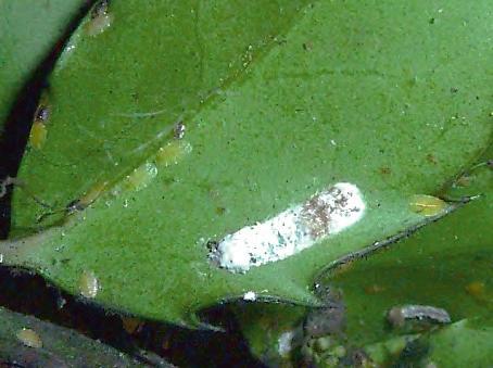 4.5 Stechpalme (Ilex sp.) Schmierläuse (Pseudococcus sp.) Unter den Blättern zahlreiche weiße Läuse mit auffälligen Wachsausscheidungen.