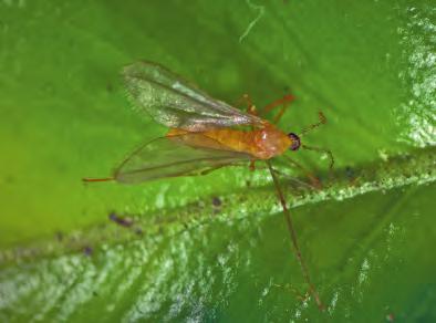 Von Mai bis Juni fliegen die 2 bis 3 mm großen, schwach orange gefärbten Gallmücken und legen ihre Eier in die Blattunterseiten der jüngsten Blättchen.