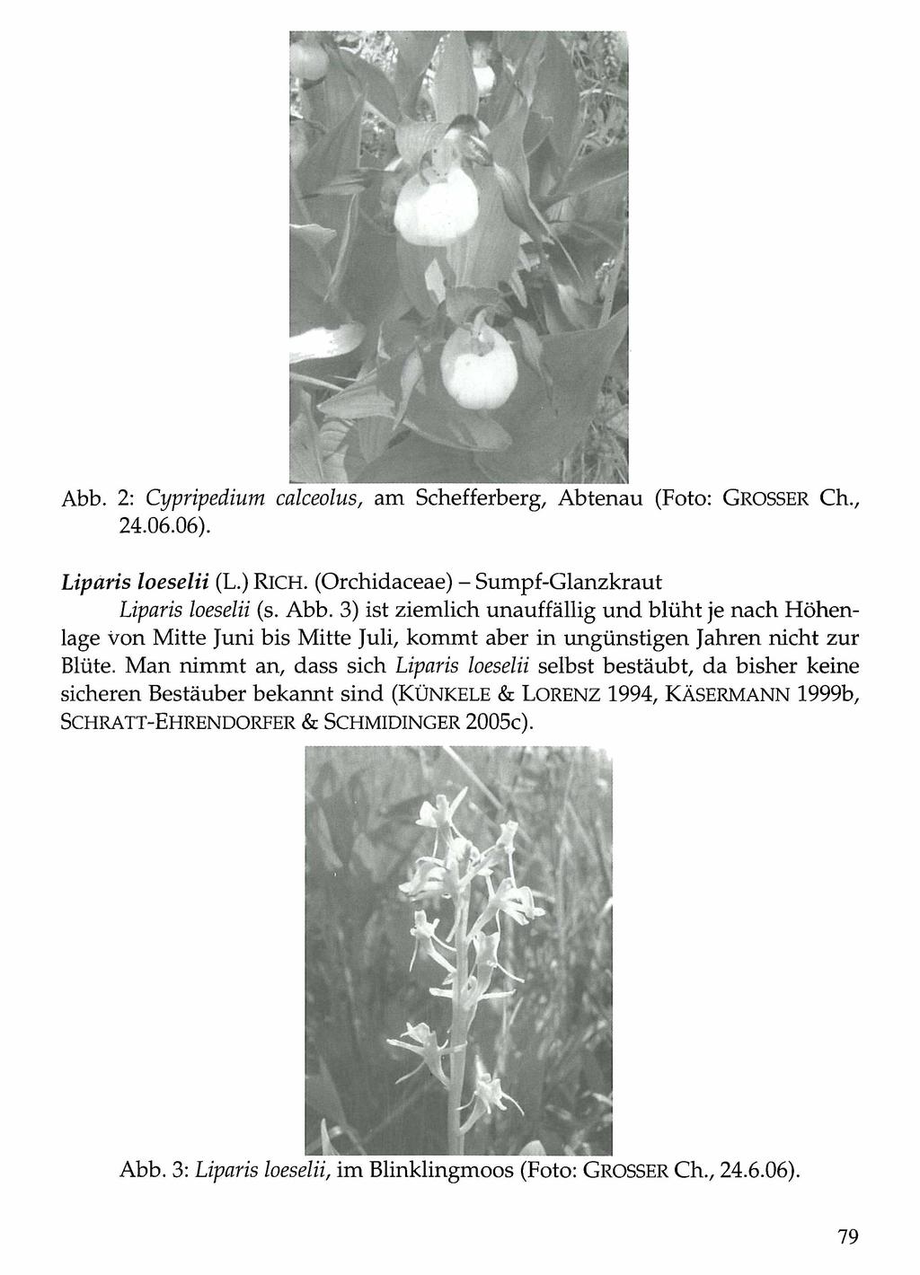 Verlag Alexander Just: Dorfbeuern - Salzburg - Brüssel; download unter www.biologiezentrum.at Abb. 2: Cypripedium calceolus, am Schefferberg, Abtenau (Foto: GROSSER Ch., 24.06.06).