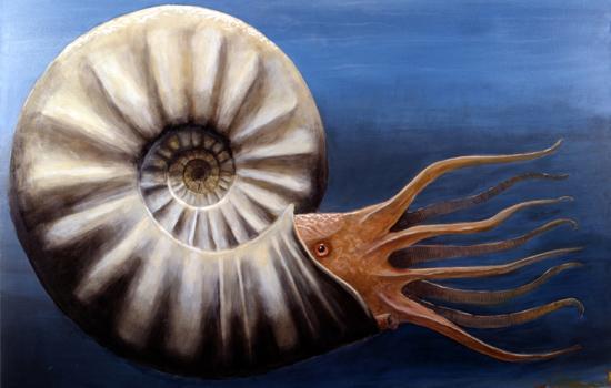 by kiknet.ch 08 Ammoniten / Arbeitsblatt Time Ride Ammoniten 1/1 Aufgabe: Male den Ammoniten aus! Ammonit Ammoniten sind eine längst ausgestorbene Tierart.