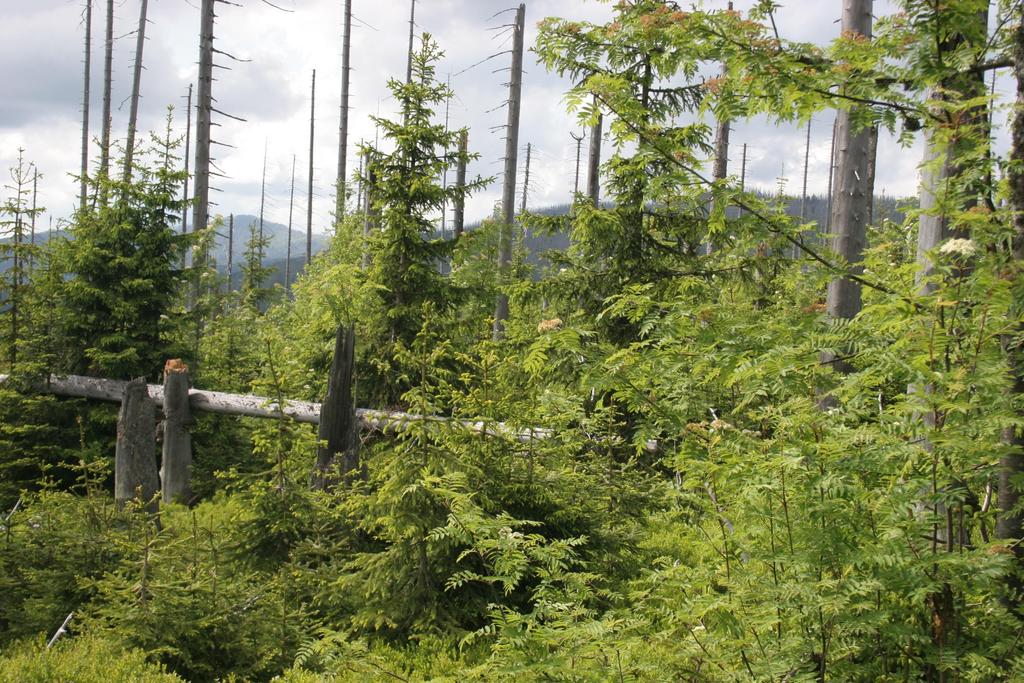Förderoptionen für Naturschutz im Privat- und Körperschaftswald VNP Wald Landschaftspflege- und