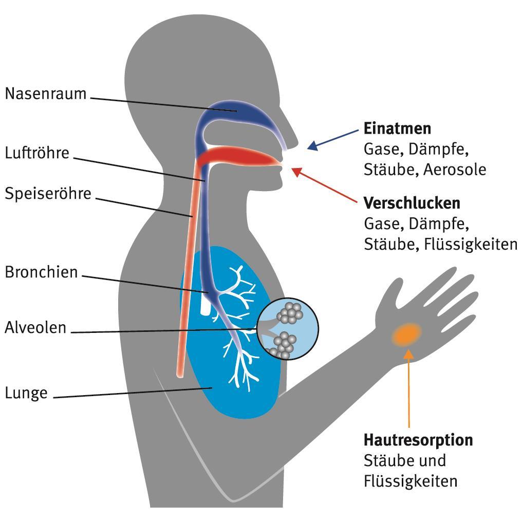 Aufnahmewege Einatmen KSS-Dampf-Aerosole Verschlucken KSS-Aerosole Hautresorption Nitrosamine Bei