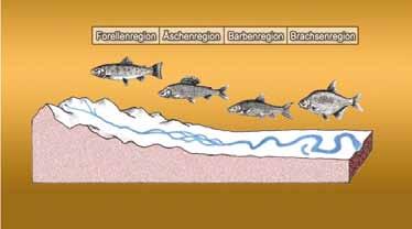 Flussregionen Äschen-, Barben- und Brachsenregion) eines Flusses dar und erläutert, dass sich Umweltbedingungen in den einzelnen Regionen charakteristisch verändern.