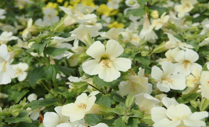 'Summersmile Creme' mit trichterförmigen Blüten geht in die Richtung der 'Voltage' Osteospermum (Volmary) - bisher mit reicher Nachblüte.