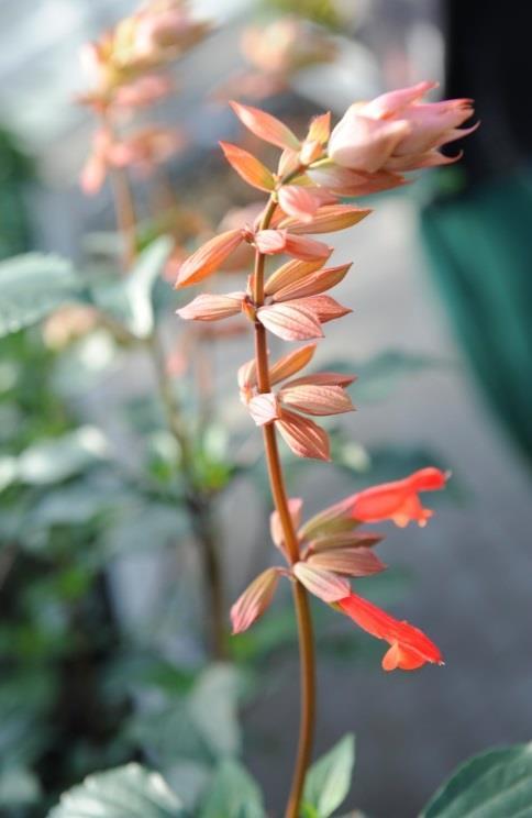 Verzweigung, schöne leuchtende Farbe, gut über Laub stehende Blüten Phlox: 'Gisele' mit kompakten, dichten Aufbau im Topf und einem Blütenteppich im Beet.